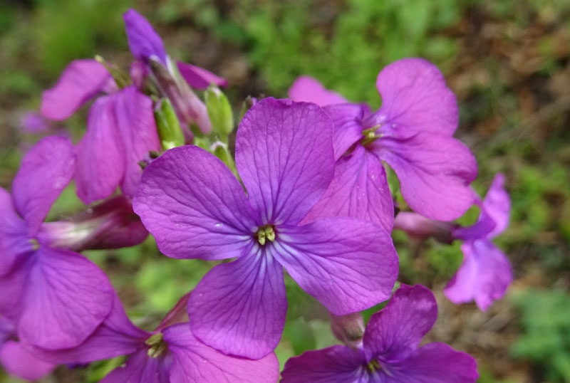 Lunaria annua - Brassicaceae